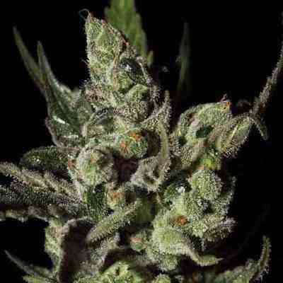 Exodus Cheese > Green House Seed Company | Feminized Marijuana   |  hybrid